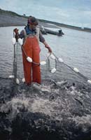 Jane Browning keeps salmon from escaping in Lower Ugashik Lake. July, 1995