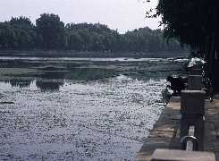 Fishing in the park