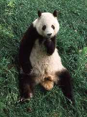 Panda in Beijing zoo