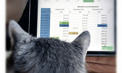 cat with spreadsheet