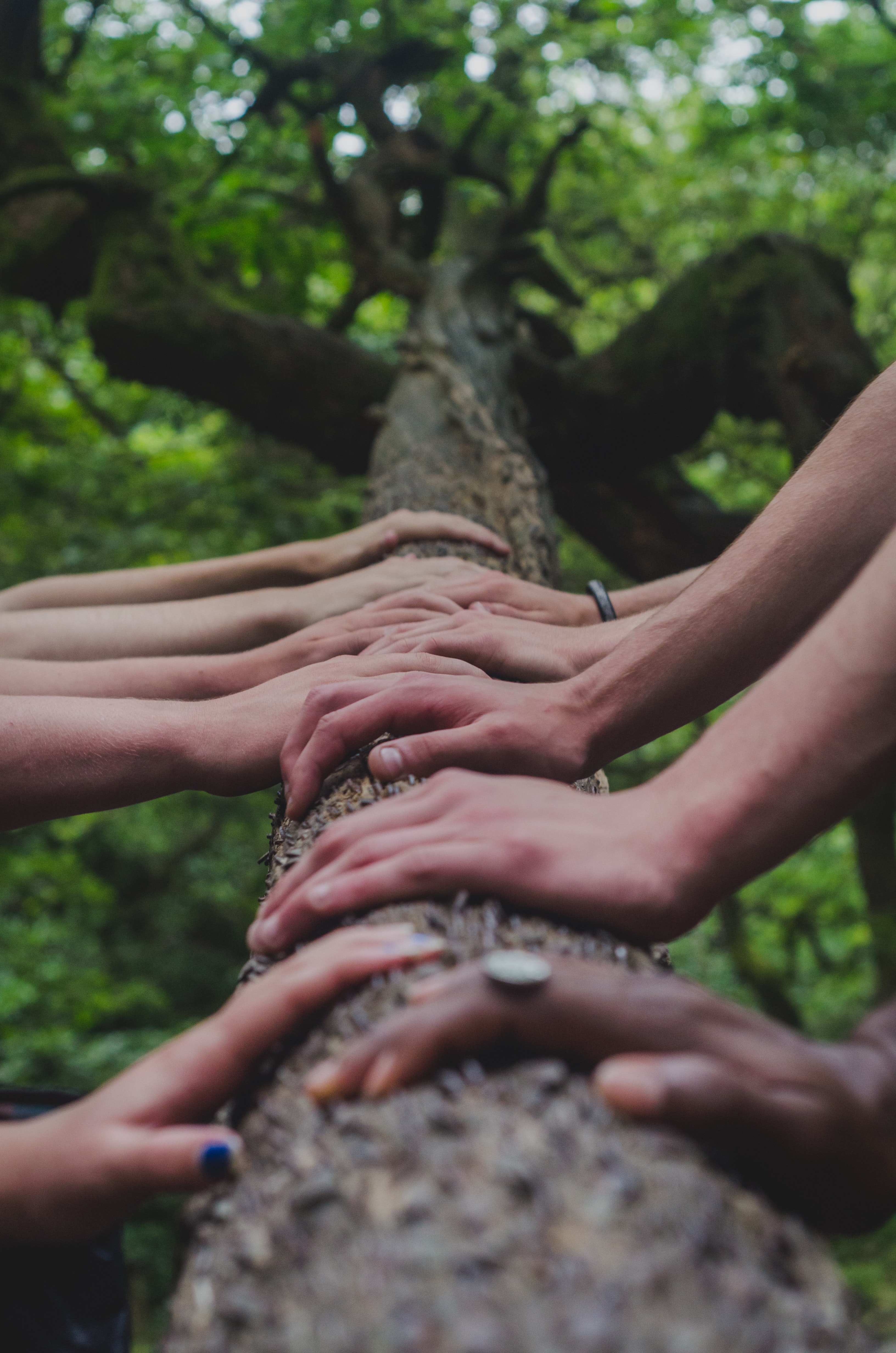 Hands on log